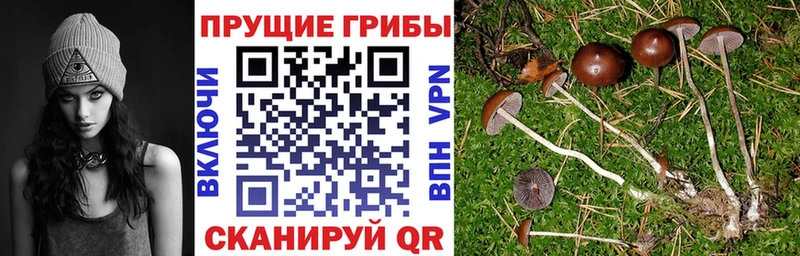OMG ССЫЛКА Осинники Псилоцибиновые грибы мухоморы